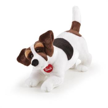 JACK RUSSEL JACK TAGLIA M