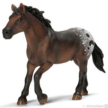 STALLONE APPALOOSA