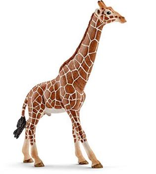 GIRAFFA MASCHIO