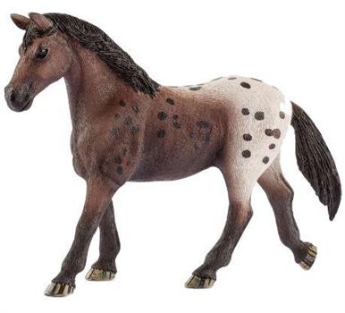 GIUMENTA APPALOOSA